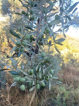 Selçuk İlçesi Şirince Köyünde Satılık Müstakil Tapulu Zeytinlik