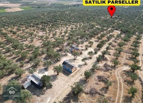 Foça Gerenköy'de Satılık 181m2 Zeytinlik Doğa İle İç İçe Bahçe