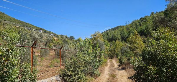 Alanya Mahmutseydi Köyünde Acil Satılık 1.565 Metre Tarla Hazır Kurulu Bahçe