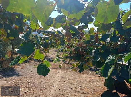 İzmir Selçuk'ta 42 Dönüm Meyve Bahçesi