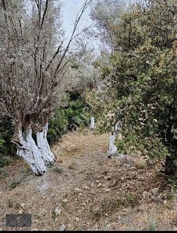 Kemalpaşa Yenmiş Mahallesinde 276 M2 Satılık Zeytinlik