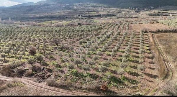 Dostlardan Sarılarda Satılık Zeytinlik
