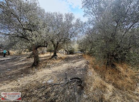 Saruhanlı Büyükbelen'de Satılık 753 M2 İmarlı 2 Ayrı Parsel Arsa