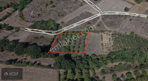 Kaynarca Sabırlı Mah.3440 M2 Mükemmel Meyve Bahçesi(takaslı)