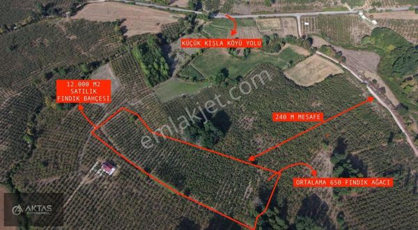 Kaynarca Kızılcaali'de 12.000 M2 Satılık Fındık Bahçesi