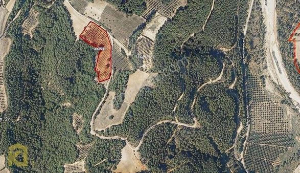 Koyuncuoğlu'ndan Hurma Ve Zeytin Ağaçlı Yatırımlık Bahçe