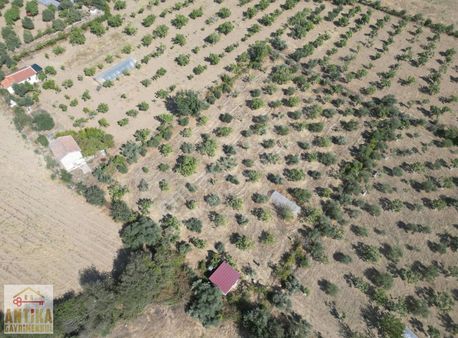 Antika Gayrimenkul'den Birgide Satılık İncir-zeytin Bahçesi