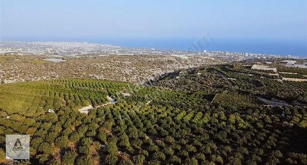 Üçtepe Mah. Full Deniz Manzaralı Parsellenebilir Limon Bahçesi