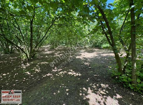 Ferizli Ceylanderede Yol Kenarı Bakımlı 16 Dönüm Fındık Bahçesi