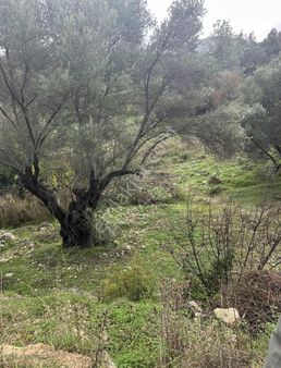 Doğa Dostu'ndan Eski Mordoğan Yolunda ! Plaj 300m, 582 M2 Tarla