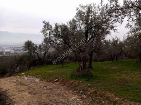 Relax Tr'den Satılık Müstakil Tapulu Tarla