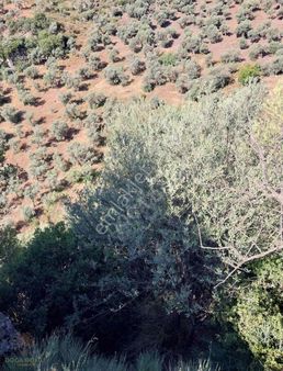 Doğa Dostu'ndan Bayındır Yakapınar 4837m2 Zeytinlik