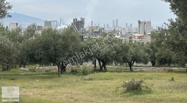 Bornova Naldökende İçinde Zeytin Ağaçları Olan Arsa