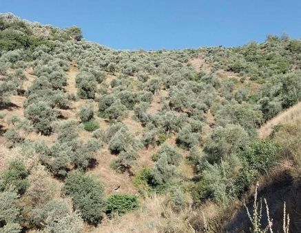 Doğa Dostu'ndan Bayındır Yakapınar 10 Dönüm Zeytinlik