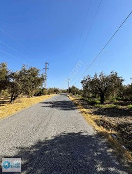 Süleymanlı Mah. Cezaevi Yoluna 50 M Tek Tapu 2220 M2 Zeytinlik