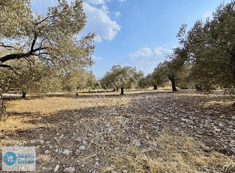 Selçiklide Asfalt Yakını Takasa Açık Tek Tapu 1,666 M2 Zeytinlik