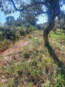 İzmir Torbalı Gold Emlaktan Satılık Zeytin Bahçesi