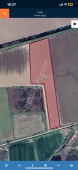 Söke Ovasında Pamuk Tarlası