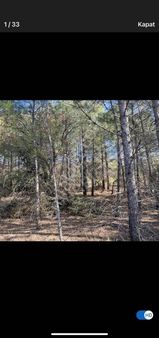 6624 Mt Arazi.yolu Var .yüzlerce Çam Ağacı Var.