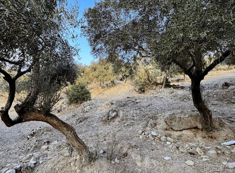 İmarlı .ev Yapılabilir.8248 Metre Zeytinlik. .tek Tapu.takas.