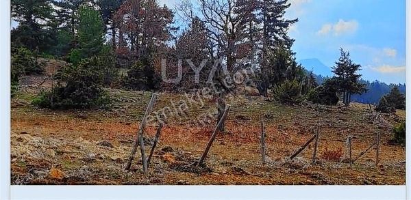 2037 M.t Arazi Anayola Cephe .tek Tapu.hayvancılığa Uygun