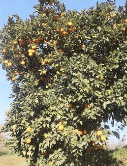 Yenipazar Yoluna Cepheli.dolmuş Otobüs Geçiyor .800 Mt .