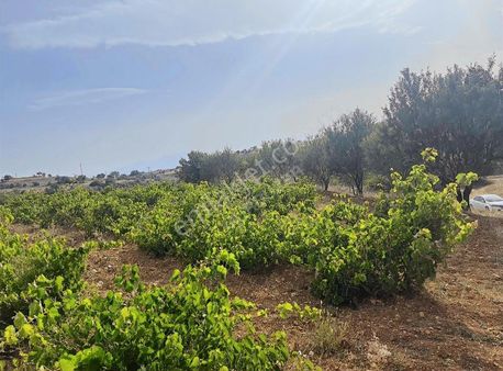 3024 Mt.tarla..yol,su Var.tek Tapu.içinde Üzüm Bağı Var.