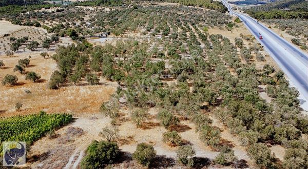 Çanakkale Merkez Gökçalı Köyünde Yatırımlık Zeytinlik Arazi!