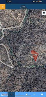 Muğla Milas Şenköy 2.500 M2 Satılık Kök Tapu Zeytinlik