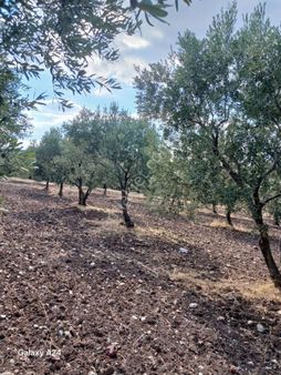 Manisa Saruhanlı Halit Paşada Satılık 9100m2 Trilya Bahçesi