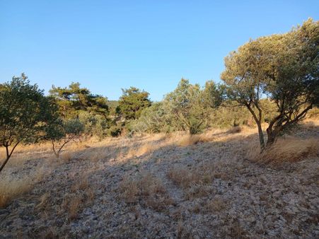 Manisa Çamlıcada 2 Tapu Şeklinde Satılık Zeytinlik