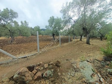 Havran Kocadağ Asfalta Çok Yakın ✔️✔️ Hobby Bahçesine Uygun