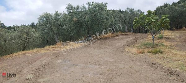 Rw Liva Dan Gemlik'te Yatırıma Uygun Satılık Zeytinlik Fırsatı