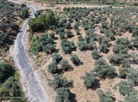 Aydın Germencik Kızılcapınar Satılık Fırsat Zeytinlik!