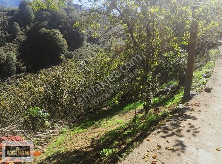 Özgür Emlak'tan Doğanın Kalbinde Arazi Fındıklık