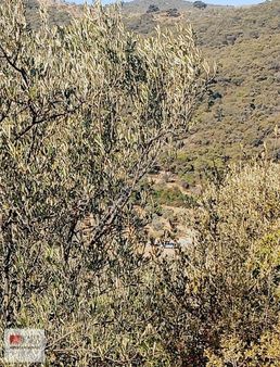 Rw Nefes'ten Taylıeli'nde Kadastral Yola Cephe Zeytinlik