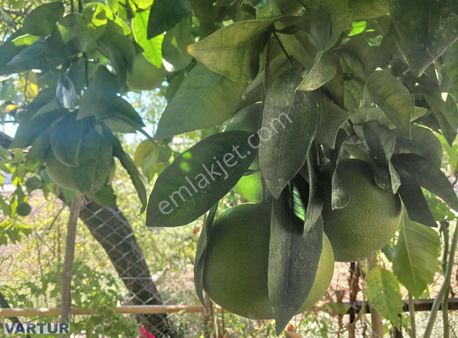 Kargı Da 1288 M2 İçinde Satılık Müstakil Ev