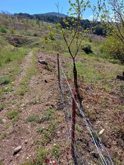 Nazilli-apaklarda 9.110 M2 Satılık Bahçe