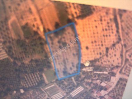 İncir Bahçesi Satılık Bol Verimli Yola Yakın