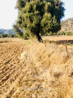 Muğla Milas Etrenli Mahallesi’nde Yatırıma Uygun 1.805 M² Tarla