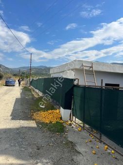 Satılık Limon Bahçesi Ve