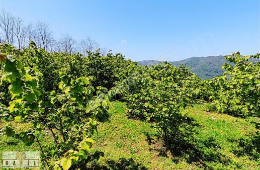 Babil Gyo'dan Ordu Kabataş Alankent Fırsat Yatırımlık 3 Parsel !