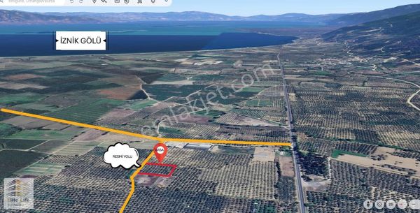 Bursa Orhangazi Yenigürle'de Bakımlı 2495 M2 Zeytinlik