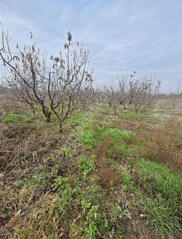 Doğa Dostu'ndan Kemalpaşa Bağyurdu 11,5 Dönüm Kiraz Bahçe