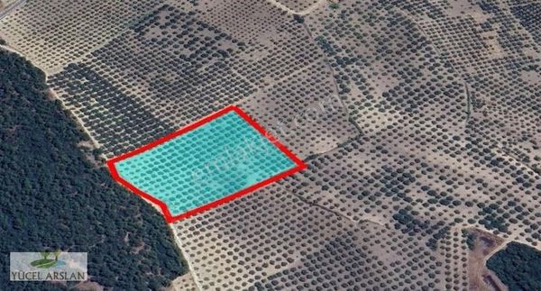 Manisa Kırkağaç Satılık 12.600 M2 300 Ağaçlı Zeytinlik Sulutarım