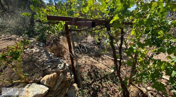 Hazır Hobi Çiftliği Zeytin Vasıflı 17.126 M² Arazi Satılık!