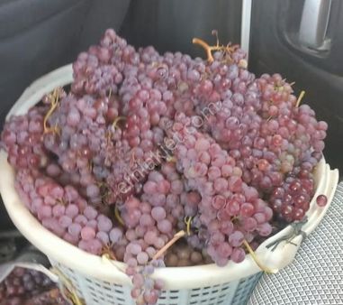 Toprak Dünyasından Çal Şapçılarda Mahalleye Yakın Üzüm Bağları