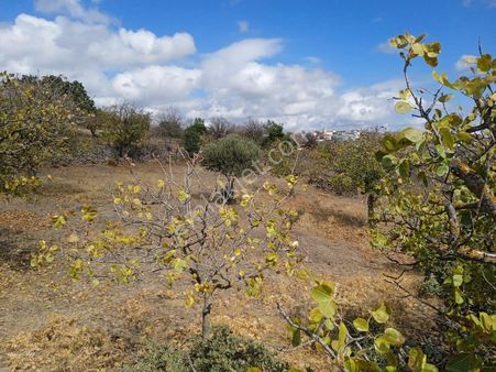 Bilginoğlu Emlak'tan Küçük Belen Mahallesinde