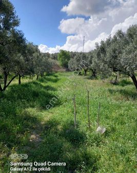 Müreftede Dümdüz Zeytinlik!!!