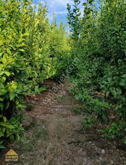 Mersin Erdemli De Satılık 2900m2 Limon Bahcesi 6.500.000